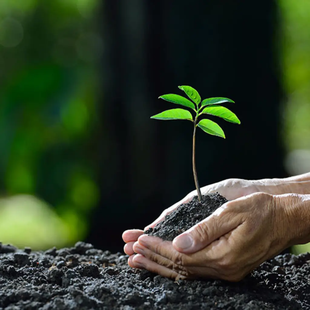 representando la acción de reforestación dentro de la ingeniería ambiental. Este campo se dedica a la conservación y restauración de ecosistemas naturales mediante proyectos como la plantación de árboles, que ayudan a mitigar el cambio climático y mejorar la calidad ambienta